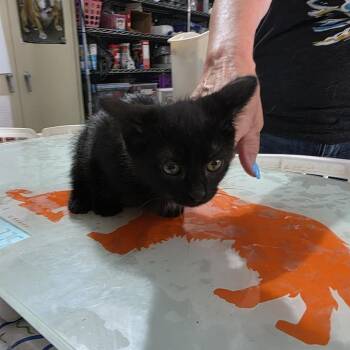 Reba (Country Queens) -  Domestic Short Hair Cat for Adoption in TIMBERCRK CYN, Texas - Reba (Country Queens) | PetCurious