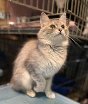 Saleaha -  Domestic Medium Hair Cat for Adoption in Oxford, Mississippi - Saleaha | PetCurious