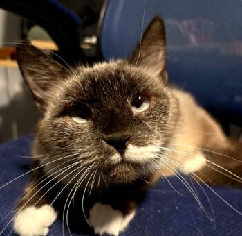Kahlua -  Siamese Cat for Adoption in Phoenix, Arizona - Kahlua | PetCurious