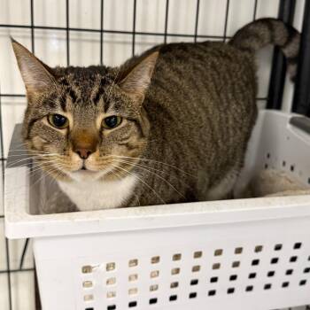Emy -  Domestic Short Hair Cat for Adoption in Carroll, Iowa - Emy | PetCurious