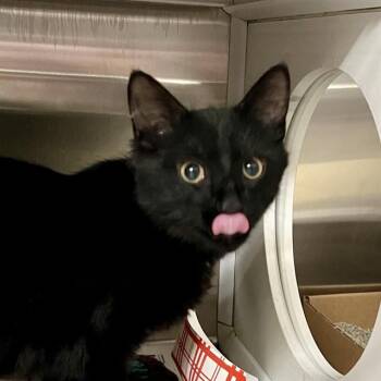 BLINK -  Domestic Medium Hair Cat for Adoption in St. Louis, Missouri - BLINK | PetCurious