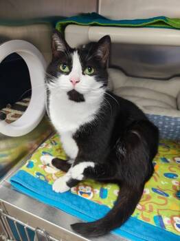 Pinky -  Domestic Short Hair Cat for Adoption in Oconto, Wisconsin - Pinky | PetCurious