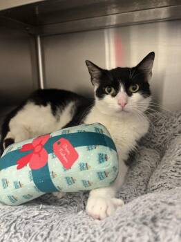 Maurice -  Domestic Short Hair Cat for Adoption in Oakdale, California - Maurice | PetCurious