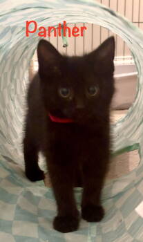 Rescue Domestic Short Hair Cats for Adoption in Reston, Virginia - Panther | PetCurious