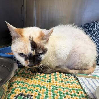 Siamese Cats Available for Adoption in Chehalis, Washington - Felicity | PetCurious