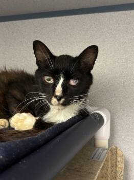Sylvester -  Domestic Short Hair Cat for Adoption in Raleigh, North Carolina - Sylvester | PetCurious