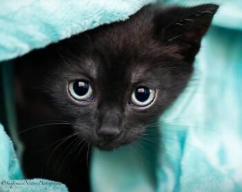 Annabeth -  Domestic Short Hair Cat for Adoption in San Jacinto, California - Annabeth | PetCurious