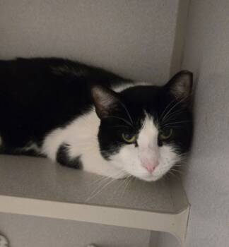 Rescue Domestic Short Hair Cats for Adoption in East Brookfield, Massachusetts - Dexter | PetCurious