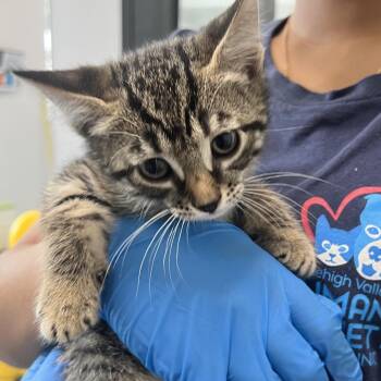 Domestic Short Hair Cats Available for Adoption in Allentown, Pennsylvania - Banjo | PetCurious