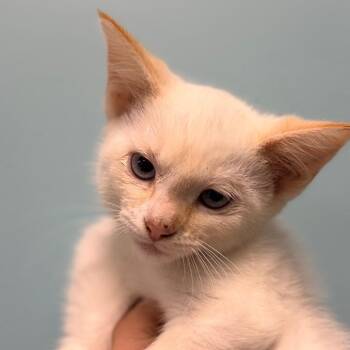 Siamese Cats Available for Adoption in Columbus, Georgia - Cinderella | PetCurious