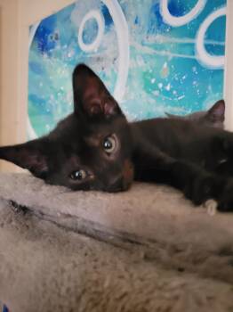 Rescue Domestic Short Hair Cats for Adoption in Creston, Iowa - Dave | PetCurious