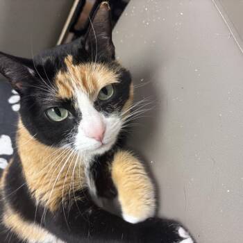 Domestic Short Hair Cats Available for Adoption in Lake Tapwingo, Missouri - Tipper | PetCurious