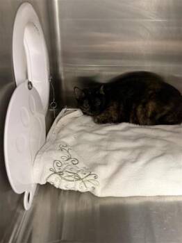 Domestic Short Hair Cats Available for Adoption in West Chester, Pennsylvania - Gremlin | PetCurious