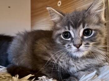 Pickles -  Domestic Medium Hair and Tabby Cat for Adoption in Walnut Creek, California - Pickles | PetCurious
