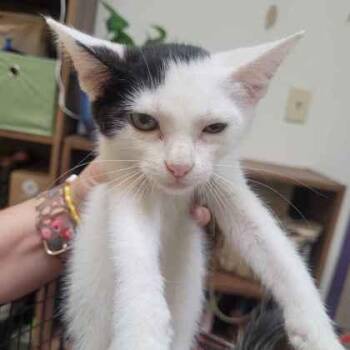 Emu -  Domestic Short Hair Cat for Adoption in Memphis, Tennessee - Emu | PetCurious