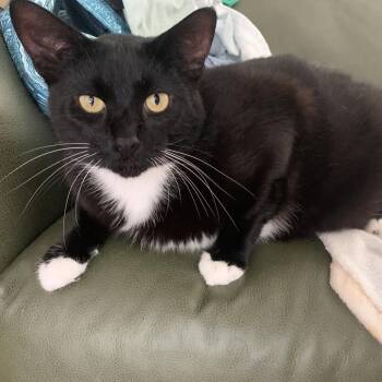 Toonsus -  American Shorthair Cat for Adoption in Bristol, Indiana - Toonsus | PetCurious