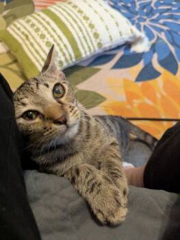 Tabby and Domestic Short Hair Cats Available for Adoption - Steven Seagal | PetCurious