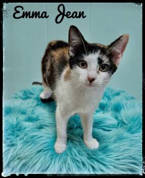 Rescue Domestic Short Hair Cats for Adoption in El Cajon, California - Emma Jean | PetCurious
