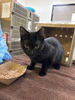 Dinda -  Domestic Short Hair Cat for Adoption in Raleigh, North Carolina - Dinda | PetCurious