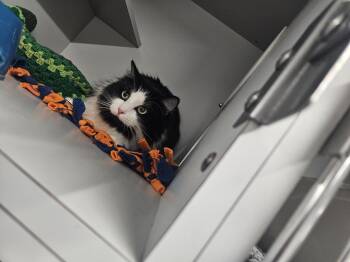 Rescue Domestic Long Hair Cats for Adoption in Kalamazoo, Michigan - Winston | PetCurious