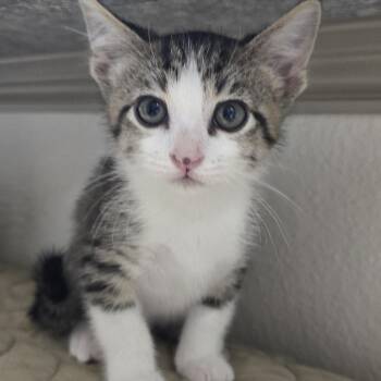 Havenly OR14434-T -  Domestic Short Hair Cat for Adoption in Missouri City, Texas - Havenly OR14434-T | PetCurious
