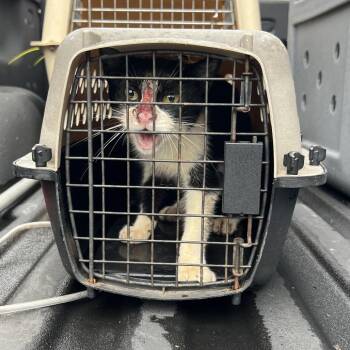 Suga Mama -  Domestic Short Hair Cat for Adoption in Lake Jackson, Texas - Suga Mama | PetCurious