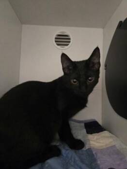 Toni Anne -  Domestic Short Hair Cat for Adoption in Savannah, Georgia - Toni Anne | PetCurious