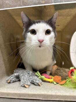 Winston -  Domestic Short Hair Cat for Adoption in Fruit Heights, Utah - Winston | PetCurious