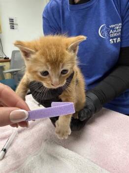 Domestic Short Hair Cats Available for Adoption in Camarillo, California - A881076 | PetCurious