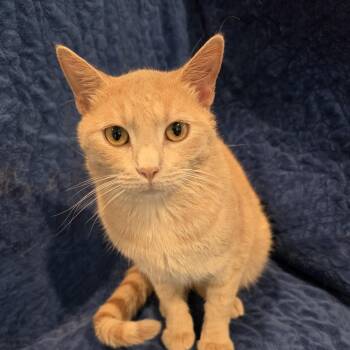 Binx -  Domestic Short Hair Cat for Adoption in Lauderdale, Minnesota - Binx | PetCurious