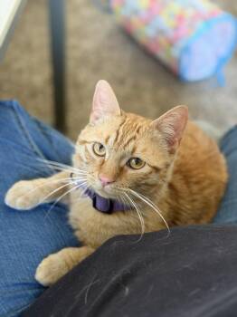 Domestic Short Hair Cats Available for Adoption - Frito | PetCurious