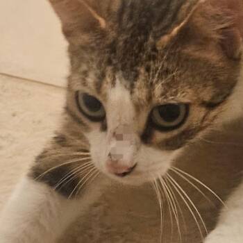 Sally Ann -  Domestic Short Hair Cat for Adoption in Houston, Texas - Sally Ann | PetCurious