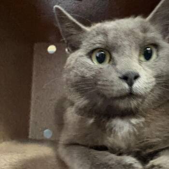 Domestic Short Hair Cats Available for Adoption in Birmingham, Alabama - Borah | PetCurious