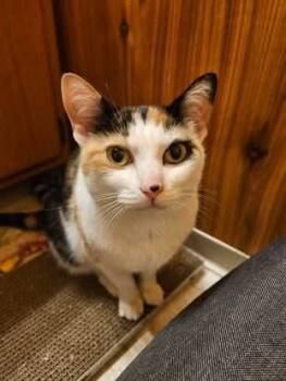 Dottie -  Domestic Medium Hair Cat for Adoption in Wasilla, Alaska - Dottie | PetCurious
