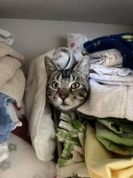 Titus -  Domestic Short Hair Cat for Adoption in Fort Collins, Colorado - Titus | PetCurious