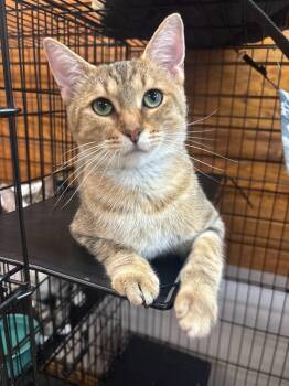 Cubby -  Domestic Short Hair Cat for Adoption in Coldwater, Michigan - Cubby | PetCurious