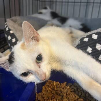 Cayenne -  Domestic Short Hair Cat for Adoption in Marion, Illinois - Cayenne | PetCurious