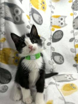 Morris -  Tuxedo Cat Available for Adoption in Tavares, Florida - Morris | PetCurious