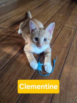 Clementine -  Domestic Short Hair Cat for Adoption in Manhattan, Kansas - Clementine | PetCurious