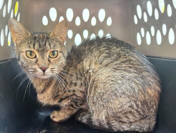Noodle -  Domestic Short Hair Cat for Adoption in Gorham, Maine - Noodle | PetCurious