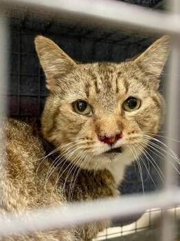 Rescue Domestic Short Hair Cats for Adoption in Athens, Georgia - Pinto | PetCurious