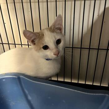 Mojito -  Domestic Short Hair Cat for Adoption in Lakeland, Florida - Mojito | PetCurious