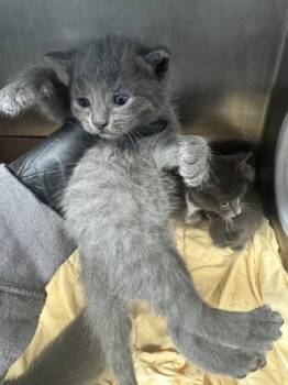 Bell Bottom Jeans -  Domestic Short Hair Cat for Adoption in West Chester, Pennsylvania - Bell Bottom Jeans | PetCurious