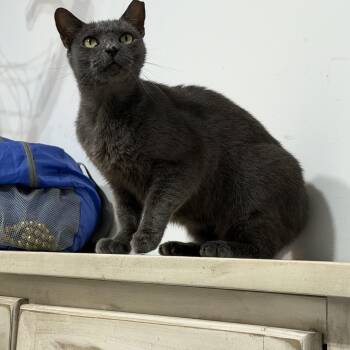 Mimosa -  Russian Blue Cat for Adoption in Coral Gables, Florida - Mimosa | PetCurious
