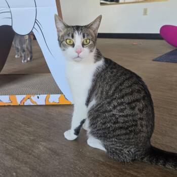 Maple -  Domestic Short Hair Cat for Adoption in Rossville, Georgia - Maple | PetCurious
