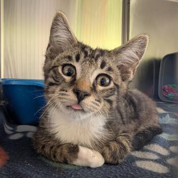Blep -  Domestic Short Hair Cat for Adoption in Emporia, Kansas - Blep | PetCurious