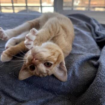 Domestic Short Hair Cats Available for Adoption in Brea, California - Swan | PetCurious