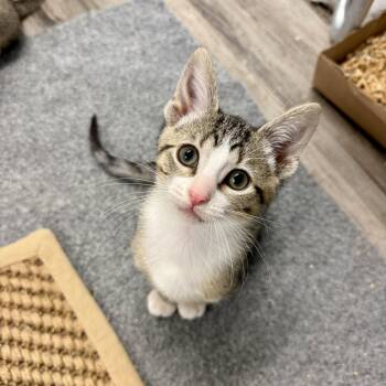 Canyon -  Domestic Short Hair Cat for Adoption in Chicago, Illinois - Canyon | PetCurious