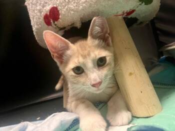 Rescue American Shorthair Cats for Adoption in Mount Pleasant, South Carolina - Poe | PetCurious