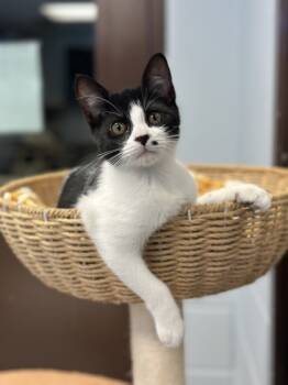 Rescue Domestic Short Hair Cats for Adoption in Grapevine, Texas - Blair | PetCurious